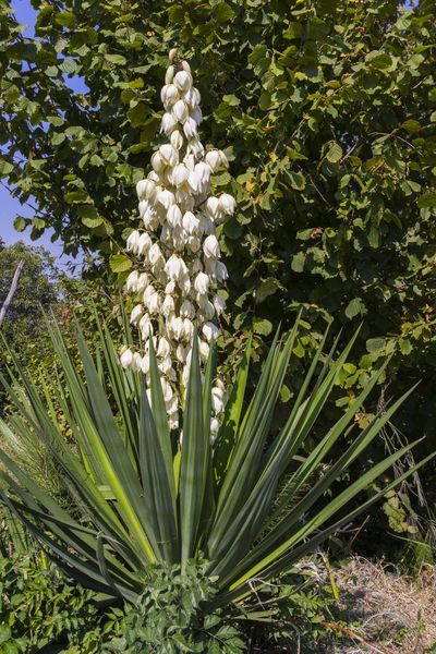 Large Yucca Plant In The Garden