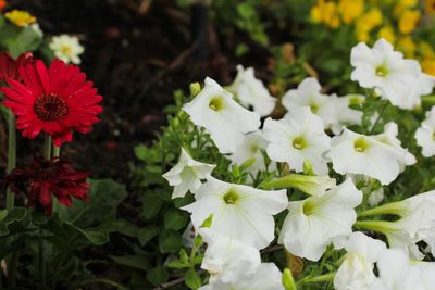 Red And White Annual Flowers