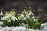 Small White Flowers Growing From Snow Covered Ground