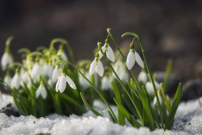 Small White Flowers Growing From Snow Covered Ground