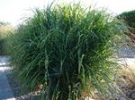 A Bunch Of Native Grass