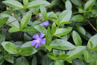 Ground Cover Plant With Purple Flowers