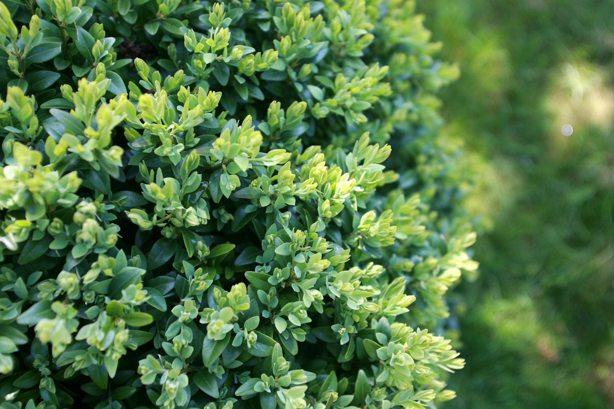 Cold Hardy Shrubs For Hedges Growing Hedges In Zone 20 Landscapes