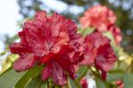 zone 5 rhododendron