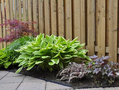 Shade Plants For Zone 5 Growing, Landscaping Plants For Shaded Areas