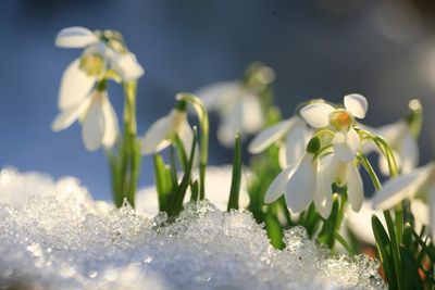 White Flowers Growing Up Through Snow