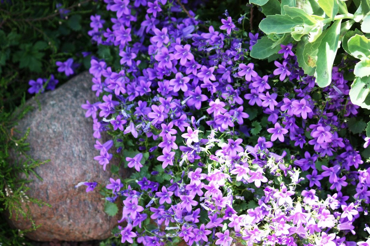 care of aubrieta groundcover: what are aubrieta growing conditions