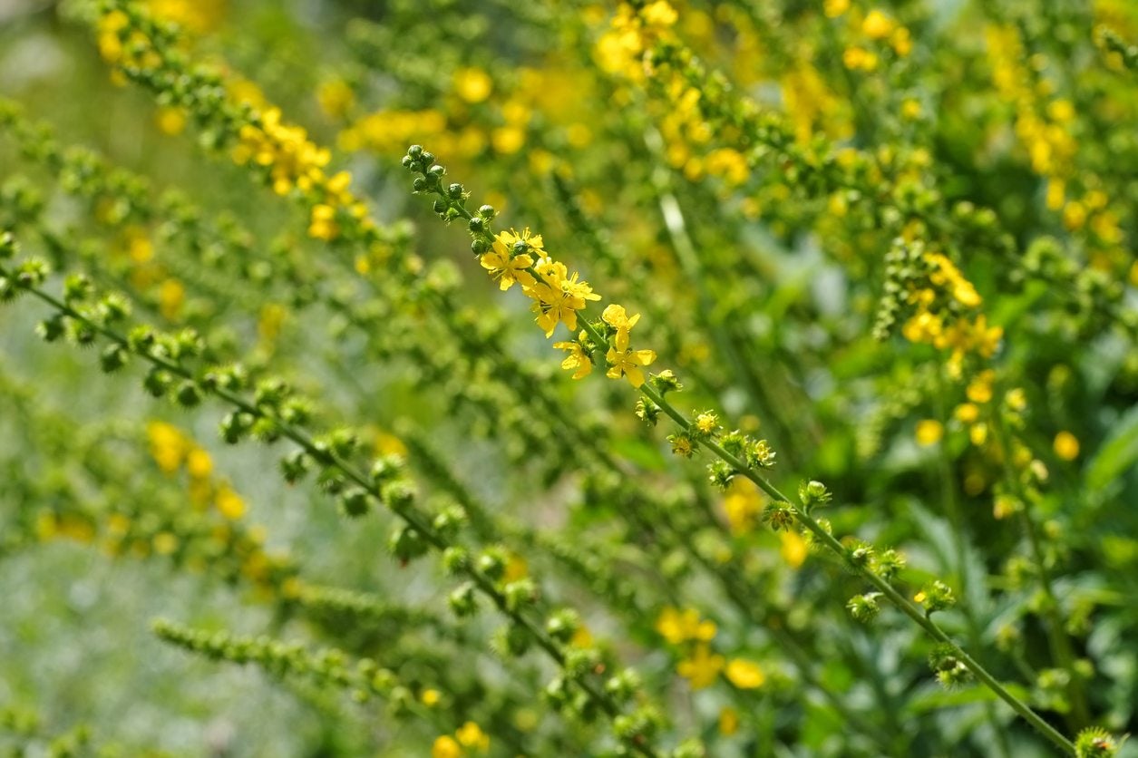 Agrimony Herb Care What Are Agrimony Growing Conditions