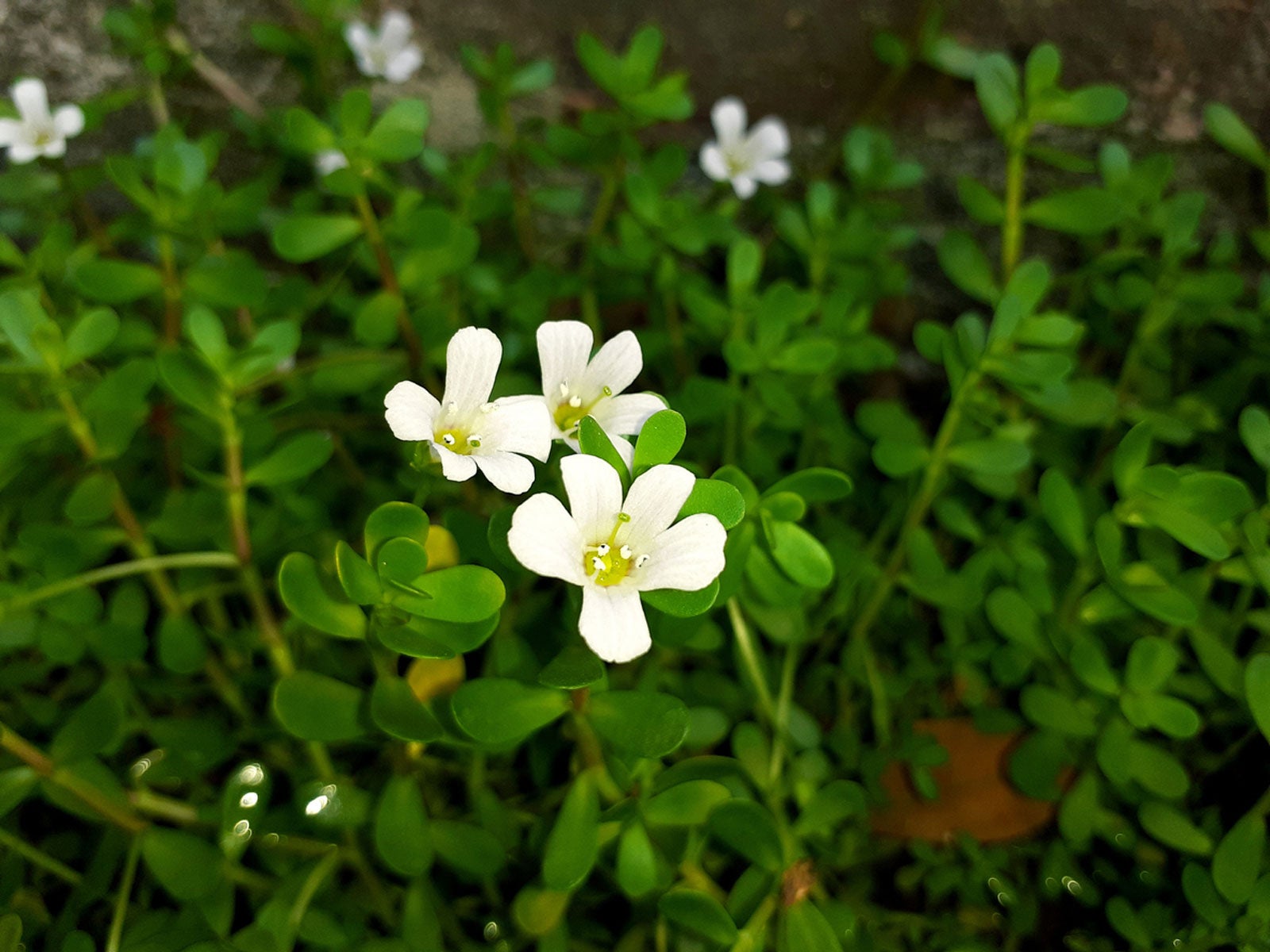 brahmi plant information - how to grow brahmi herbs in the garden