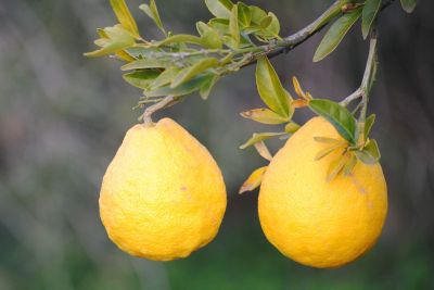Two Yellow Lemons Growing On Tree