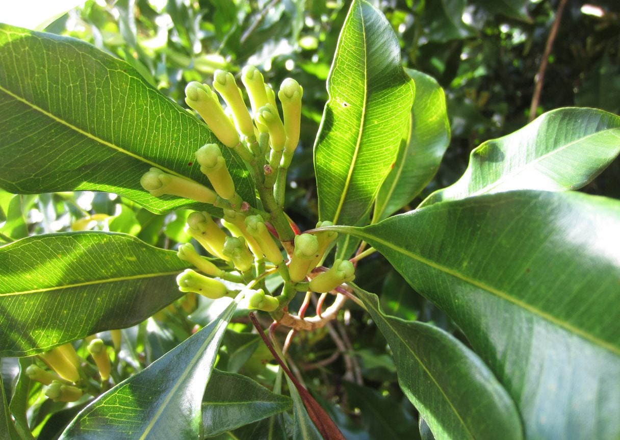 Can You Grow A Clove Tree - Information On Clove Tree Growing Conditions