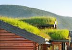 Green Roof Garden On A House