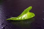Fallen Houseplant Leaf Covered In Water Droplets