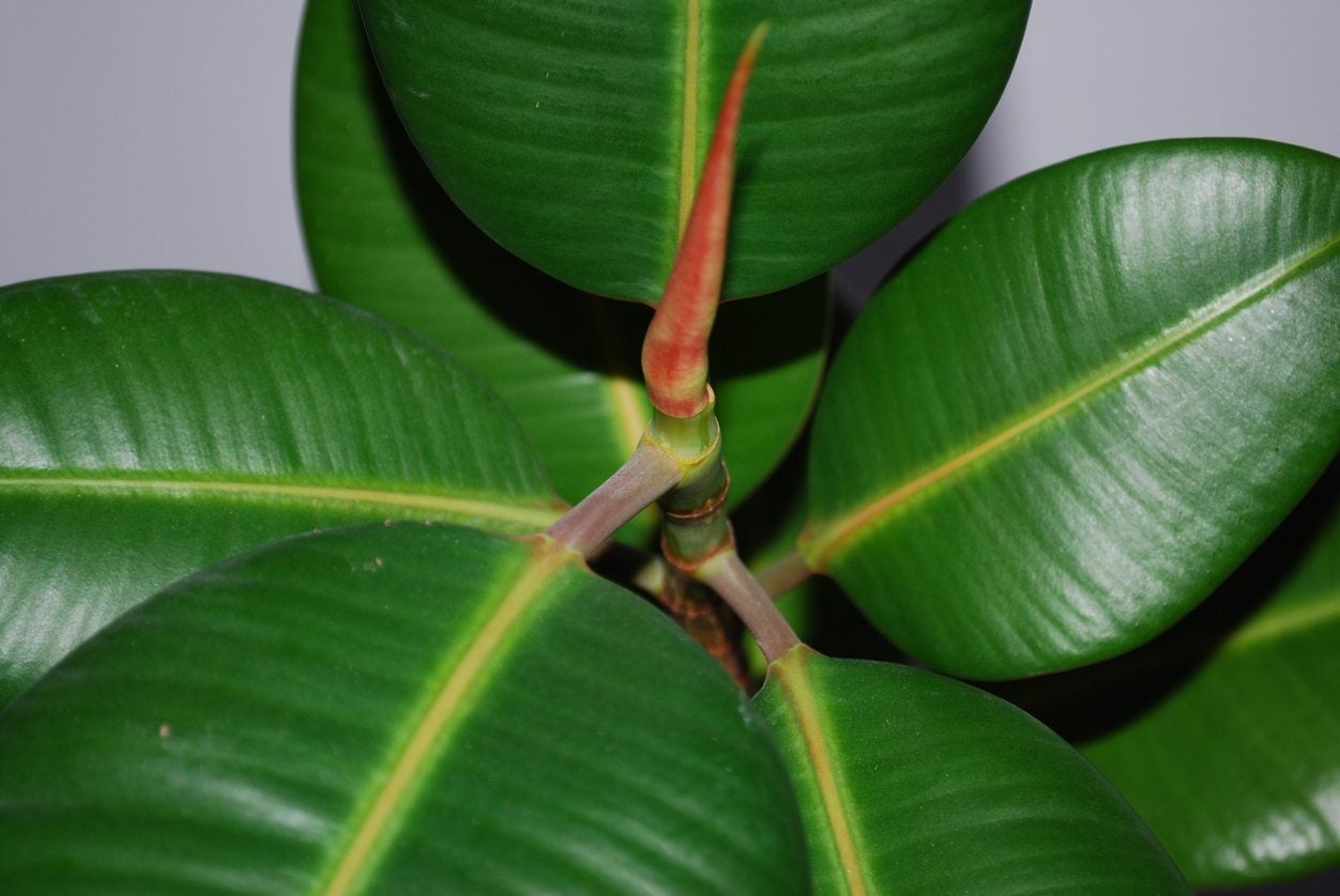 How Often to Water Rubber Plant? 