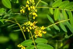 Yellow Wild Senna Herbs