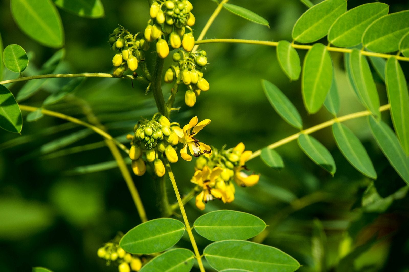 What Is Senna: Learn How To Grow Senna In Your Herb Garden