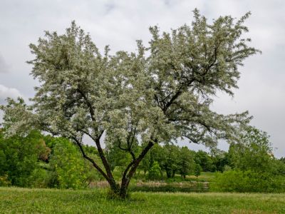 A Large White Willow Tree