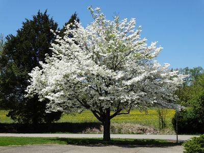 White Flowered Specimen Tree