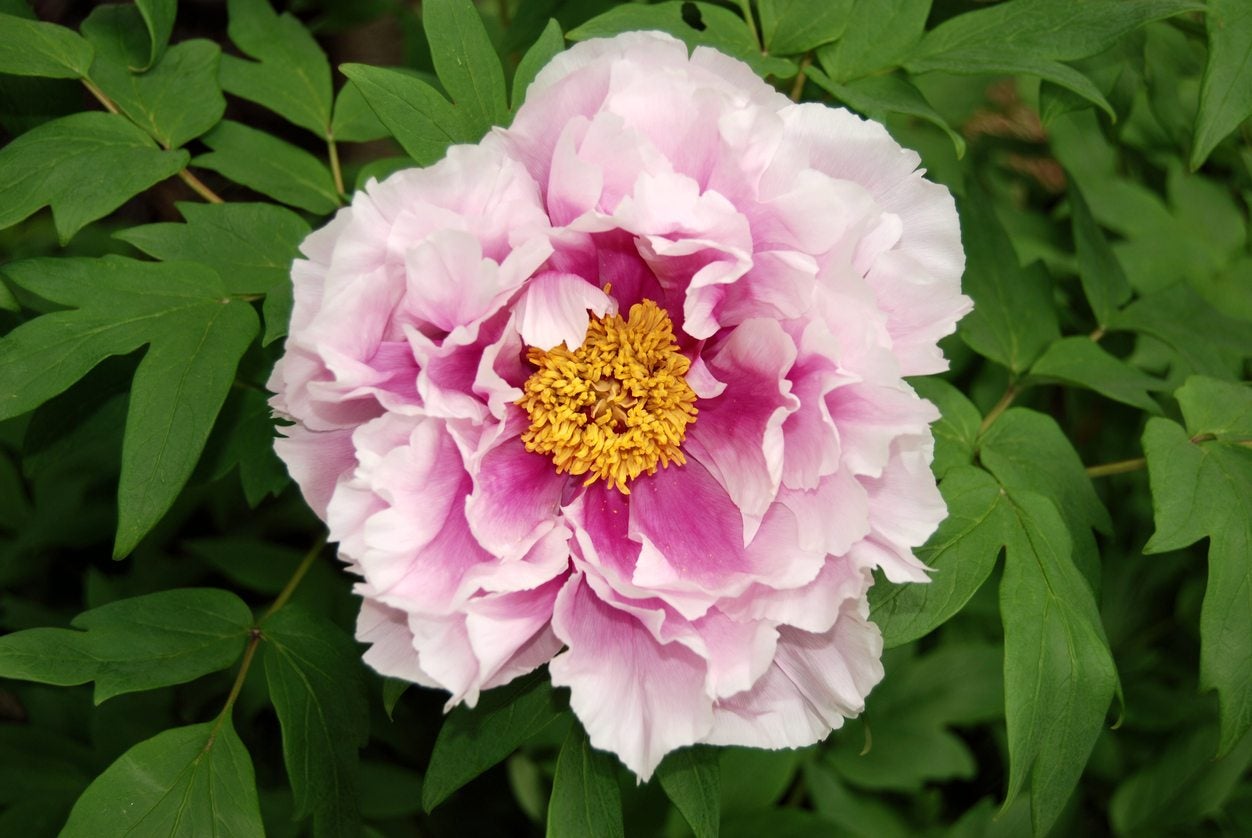Growing Tree Peonies Learn About Tree Peony Care In Gardens