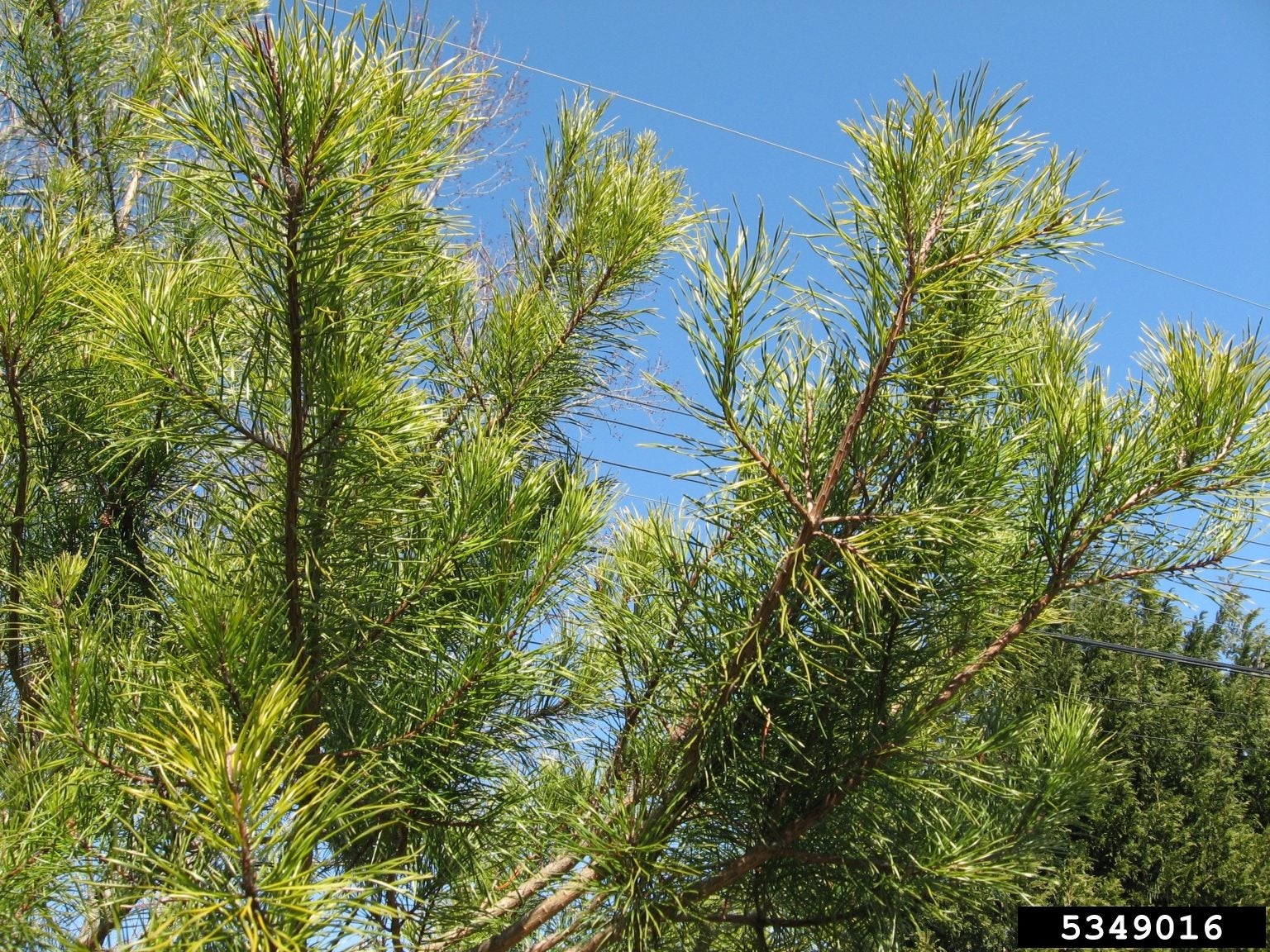What Is A Virginia Pine Tree: Learn About Virginia Pine Trees In The  Landscape