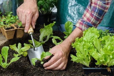 Gardener Planting Vegetables Into Soil In The Garden