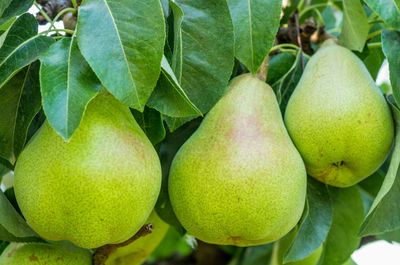 Meilleurs arbres fruitiers de poire