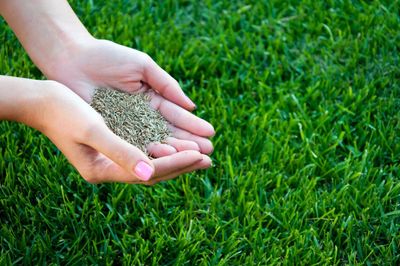 Why timing is a matter to consider when plant grass seed?