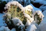 Cactus Plant Covered In Snow