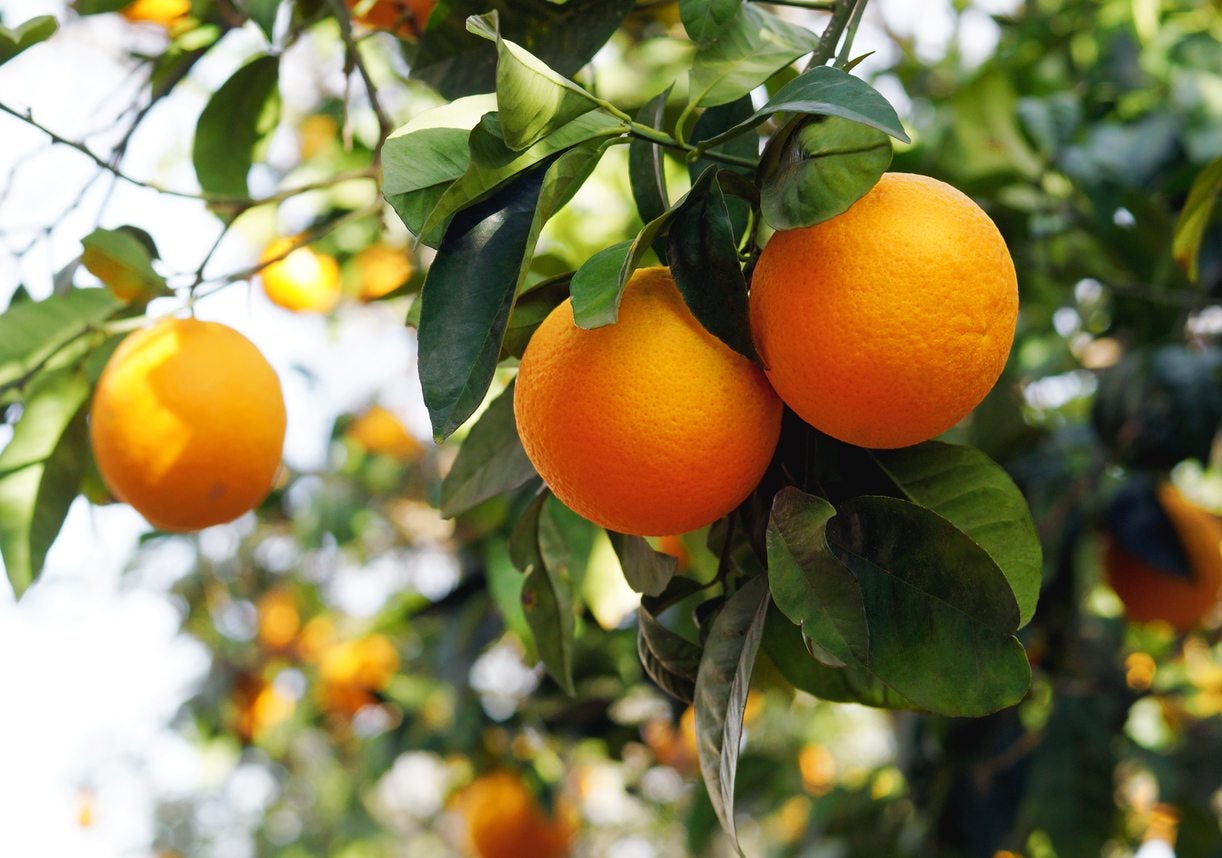 Orange tree produces small hard fruit