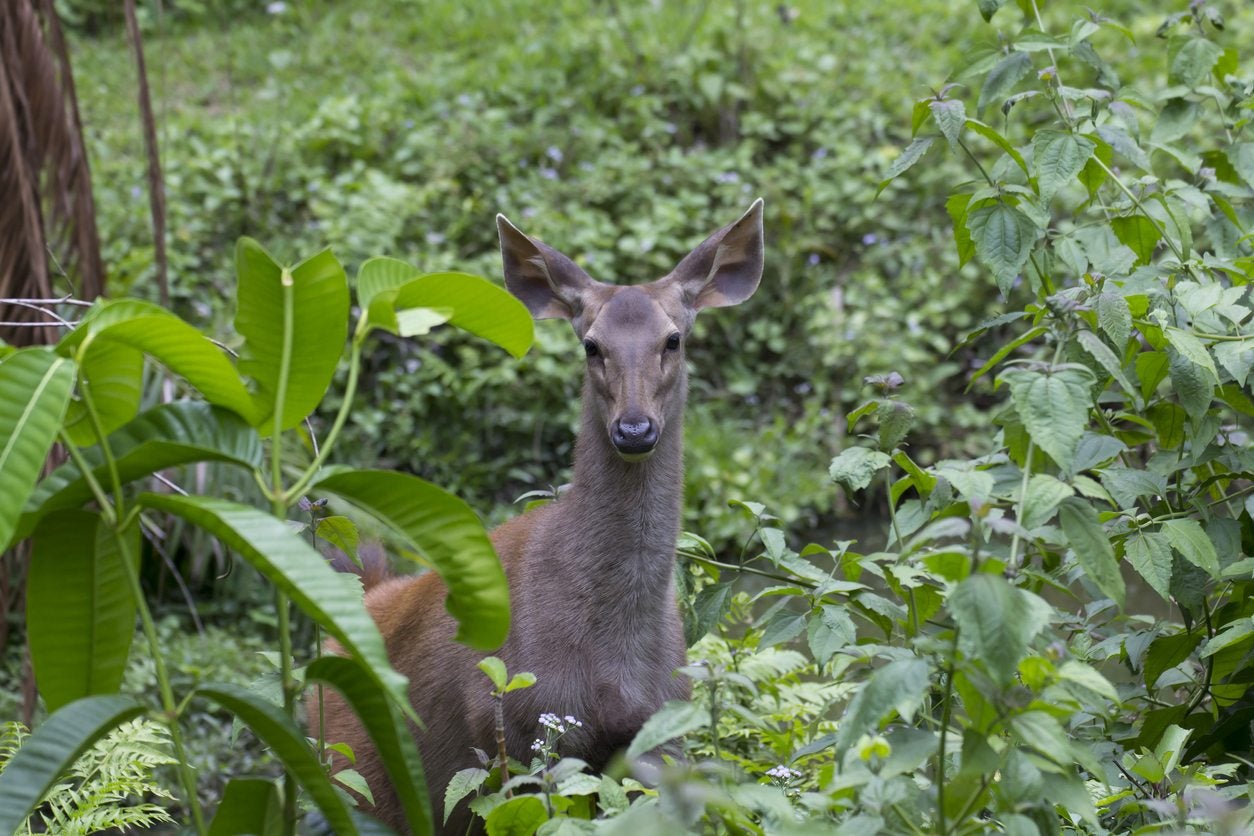 Deer Resistant Shrubs For Zone 20   Choosing Shrubs That Deter Deer