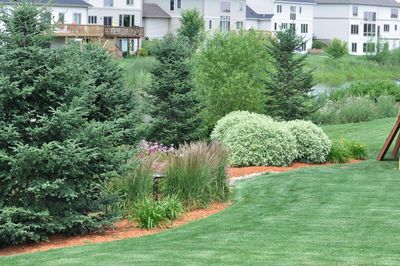 Zone 7 Evergreen Tree Varieties, Small Evergreen Trees For Landscaping Near House