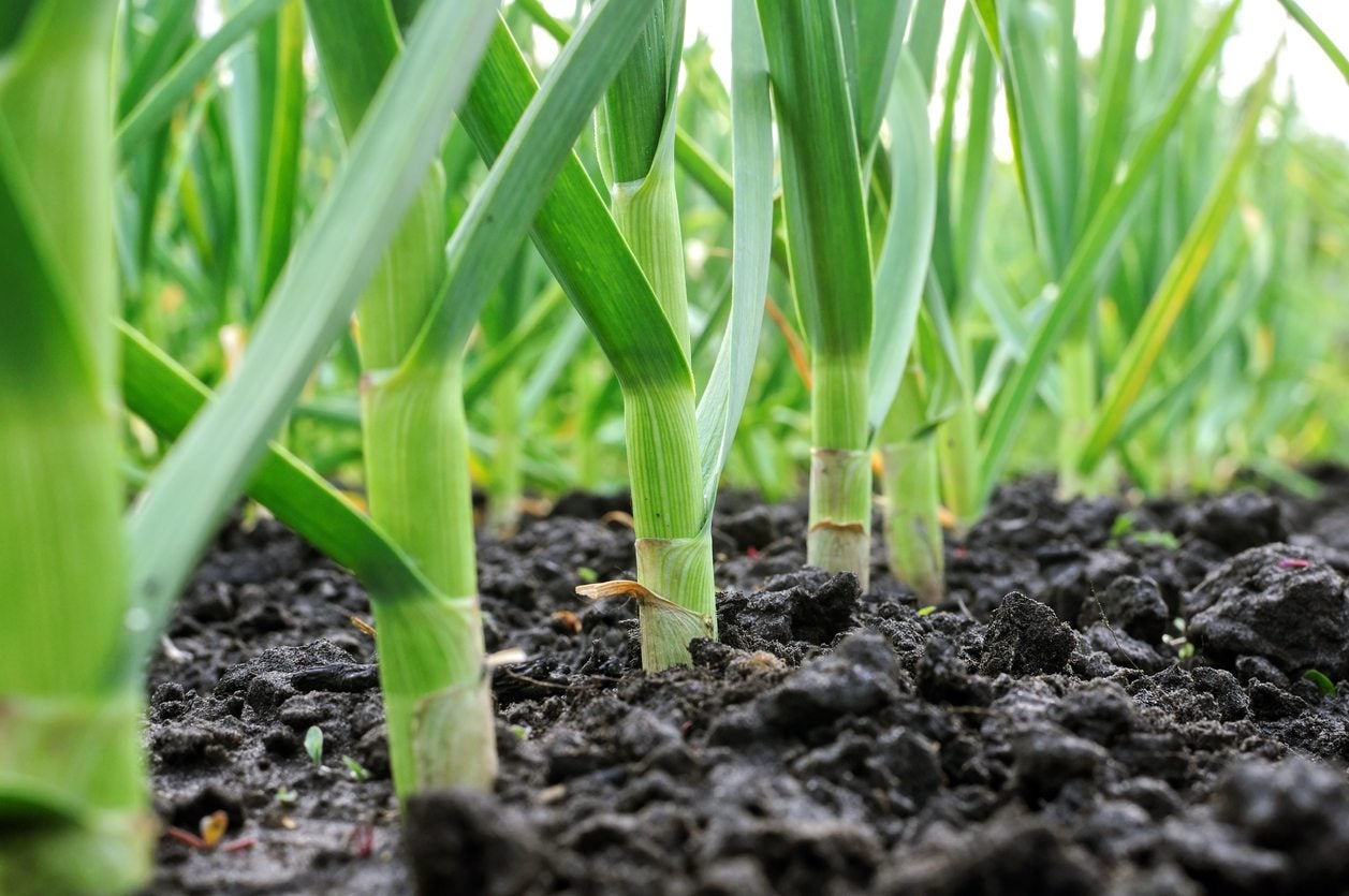 Garlic Varieties For Zone 7: Tips On Growing Garlic Plants ...
