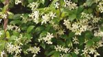 White Flowered Jasmine Vines