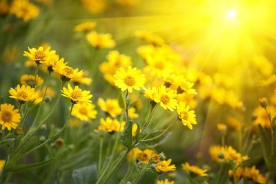 Sun Shining On Yellow Plants