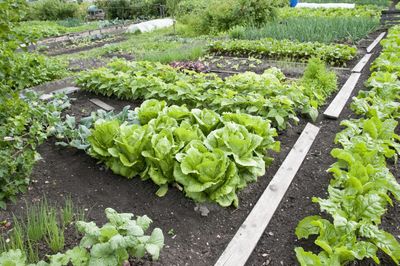 Large Vegetable Gardens