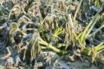 zucchini frost damage