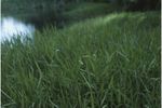 Dark Green Maidencane Grass