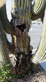 Saguaro problem