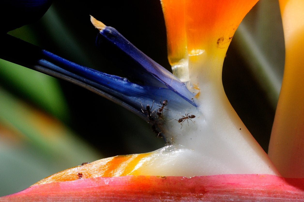 Controlling Bird Of Paradise Pests How To Treat Bus That Attack Bird Of Paradise