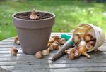 Potted Bulb On A Table Full Of Bulbs Next To A Gardening Tool