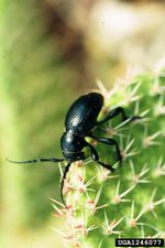 Black Cactus Longhorn Beetle