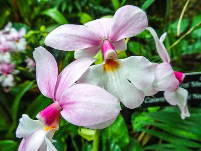 Pink-White Calanthe Orchids
