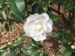 camellia dl