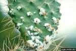 Cochineal Scale Bugs On Cactus