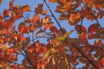 Leaves Of Crepe Myrtle Tree