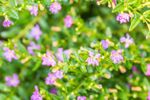 Tiny Purple Flowers On Mexican Heather Plants