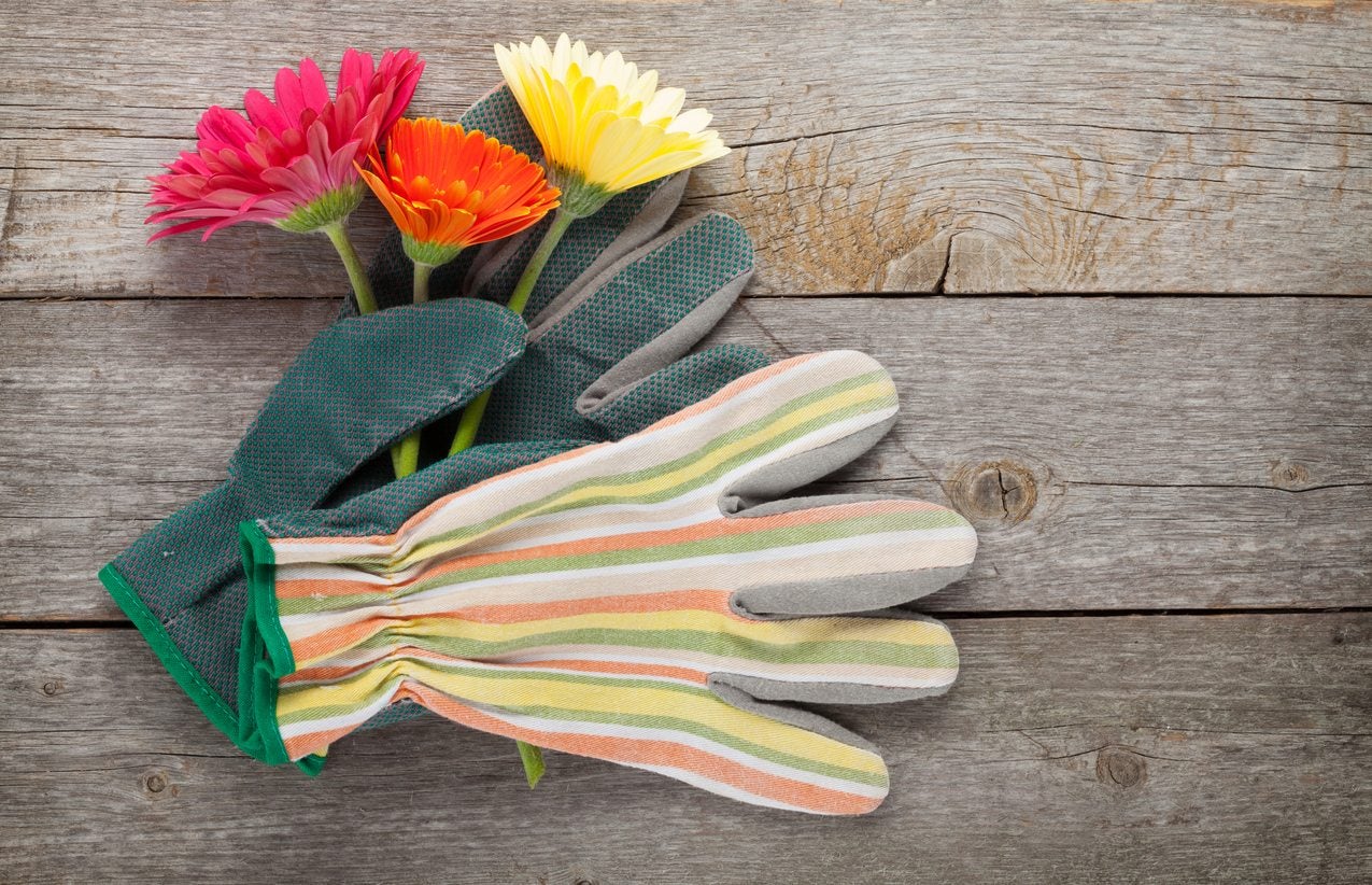 How To Choose Garden Gloves Learn, Gloves For Gardening Uses