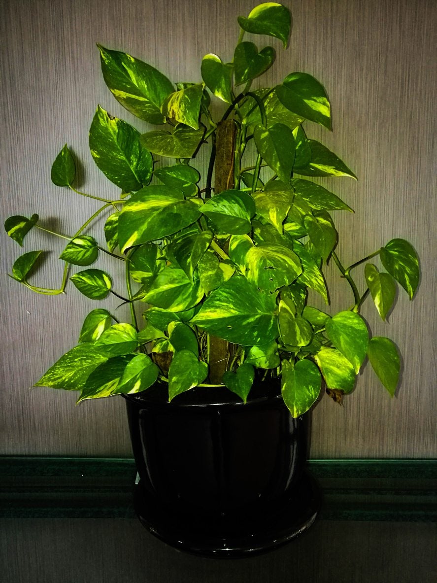 Comment augmenter l'humidité dans les plantes d'intérieur