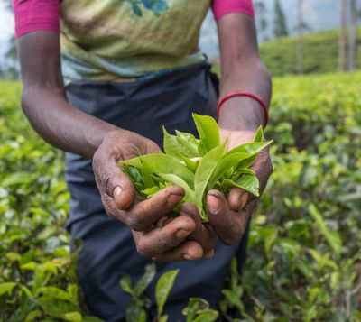 Gardener Harvesting Tea Plants
