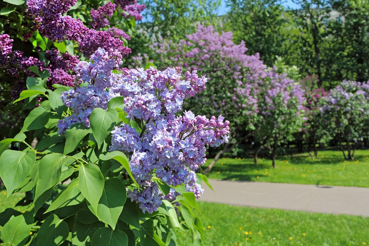 Moving Lilac Shrubs Tips On How To Transplant A Lilac In The Landscape,What Does Poison Sumac Look Like On Your Skin